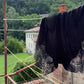 Asti Eco Silk Lace Shorts Black